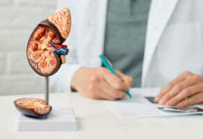 anatomical model of a kidney with a doctor